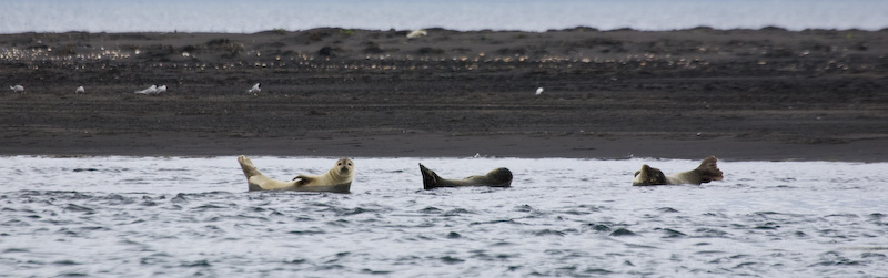 Harbor Seals Playing In Shallows